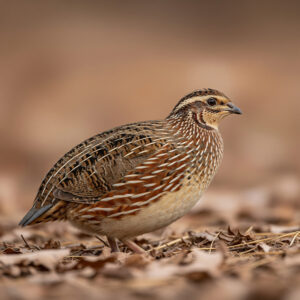 Quail
